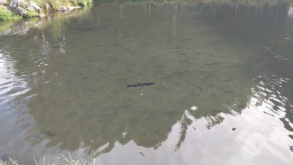 静岡 富士宮 精進川 釣り 釣り堀 マス 鱒 養鱒場 くぬぎ養鱒場 障害者 車椅子