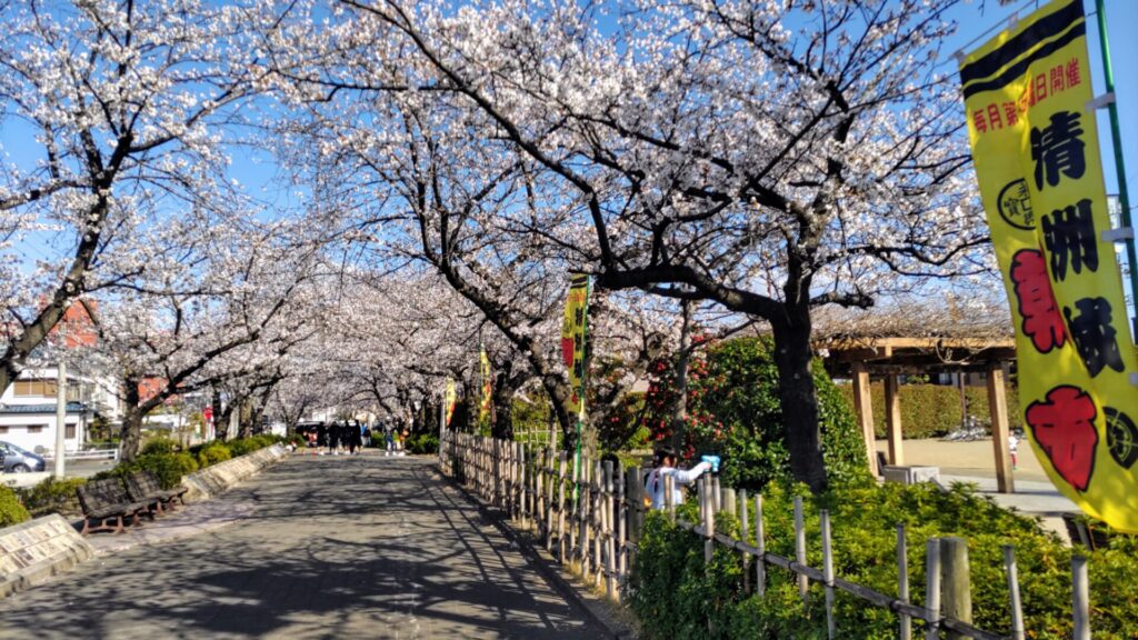 愛知 清州 花見 清州城 桜 障害者 バリアフリー 車椅子