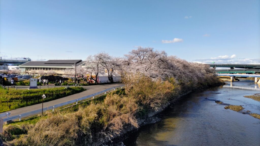 愛知 清州 花見 清州城 桜 障害者 バリアフリー 車椅子