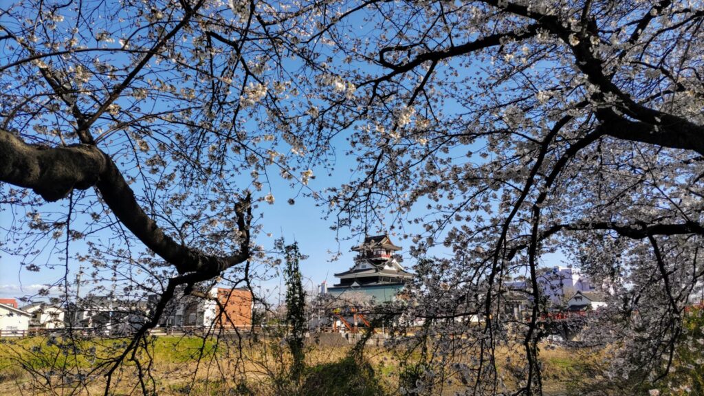 愛知 清州 花見 清州城 桜 障害者 バリアフリー 車椅子