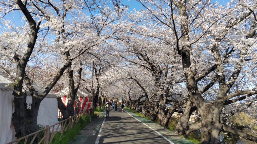 愛知 清州 花見 清州城 桜 障害者 バリアフリー 車椅子